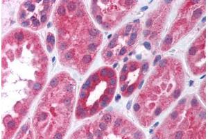 Human Kidney (formalin-fixed, paraffin-embedded) stained with Gi Alpha 1/2 antibody ABIN297100 at 10 ug/ml followed by biotinylated goat anti-rabbit IgG secondary antibody ABIN481713, alkaline phosphatase-streptavidin and chromogen. (Gi alpha 1/2 (AA 345-354) 抗体)