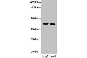 Western blot All lanes: SDF4 antibody at 6 μg/mL Lane 1: U87 whole cell lysate Lane 2: Jurkat whole cell lysate Secondary Goat polyclonal to rabbit IgG at 1/10000 dilution Predicted band size: 42, 31, 28, 24, 16, 40 kDa Observed band size: 42 kDa (SDF4 抗体  (AA 37-362))