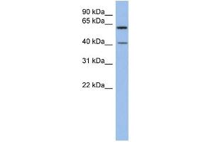WB Suggested Anti-B3GALTL Antibody Titration:  0. (B3GALTL 抗体  (Middle Region))