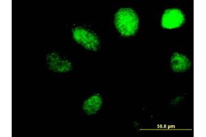 Immunofluorescence of purified MaxPab antibody to ALKBH on HeLa cell. (ALKBH1 抗体  (AA 1-389))