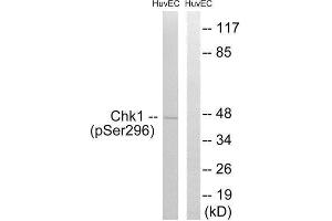 Western Blotting (WB) image for anti-Checkpoint Kinase 1 (CHEK1) (pSer296) antibody (ABIN1847311) (CHEK1 抗体  (pSer296))