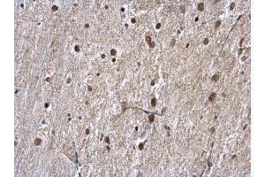 IHC-P Image hnRNP A1 antibody detects hnRNP A1 protein at nucleus on mouse fore brain by immunohistochemical analysis. (HNRNPA1 抗体)