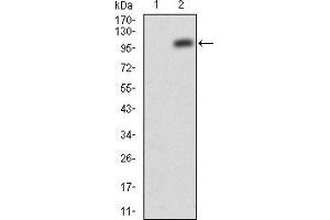 Western blot analysis using JAK2 mAb against HEK293 (1) and JAK2(AA: 545-1124)-hIgGFc transfected HEK293 (2) cell lysate. (JAK2 抗体  (AA 745-955))