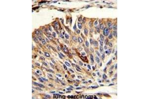 Immunohistochemistry (IHC) image for anti-Vesicle Transport through Interaction with t-SNAREs 1A (VTI1A) antibody (ABIN3003825) (VTI1A 抗体)