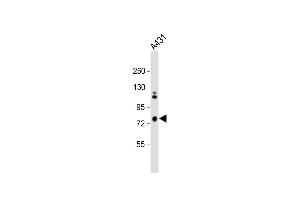 Anti-SCEL Antibody (Center) at 1:1000 dilution + A431 whole cell lysate Lysates/proteins at 20 μg per lane. (SCEL 抗体  (AA 260-289))