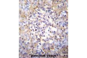 TSNARE1 Antibody (C-term) immunohistochemistry analysis in formalin fixed and paraffin embedded human pancreas tissue followed by peroxidase conjugation of the secondary antibody and DAB staining. (TSNARE1 抗体  (C-Term))