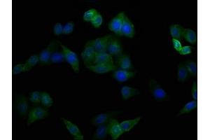 Immunofluorescence (IF) image for anti-CD44 (CD44) (AA 21-220) antibody (ABIN7147160)