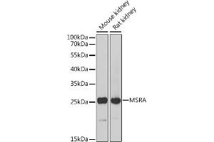Western blot analysis of extracts of various cell lines, using MSRA Antibody (ABIN6128248, ABIN6144085, ABIN6144087 and ABIN6216102) at 1:1000 dilution. (MSRA 抗体  (AA 24-235))