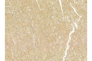 Reticulon 1 Mouse Monoclonal Antibody at 1/100 staining rat heart tissue by IHC-P. (Reticulon 1 抗体)