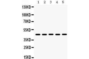 Western Blotting (WB) image for anti-Bone Morphogenetic Protein 4 (BMP4) (AA 293-324), (C-Term) antibody (ABIN3043490) (BMP4 抗体  (C-Term))