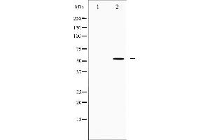 Western blot analysis of IRF3 expression in K562 whole cell lysates,The lane on the left is treated with the antigen-specific peptide. (IRF3 抗体  (C-Term))