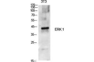 Western Blot (WB) analysis of specific cells using ERK 1 Polyclonal Antibody. (ERK1 抗体  (Internal Region))