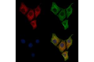 ABIN7094261 and ABIN7098308 staining HepG2 cells by IF/ICC. (GM2A 抗体  (Internal Region))