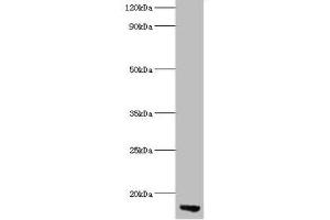 Western blot All lanes: APOC3 antibody at 2 μg/mL + Rat liver tissue Secondary Goat polyclonal to rabbit lgG at 1/15000 dilution Predicted band size: 11 kDa Observed band size: 11 kDa (APOC3 抗体  (AA 21-99))