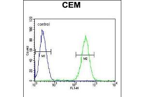 Flow cytometric analysis of CEM cells (right histogram) compared to a negative control cell (left histogram). (SLC5A12 抗体  (C-Term))