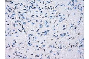 Image no. 1 for anti-Fc gamma RII (CD32) antibody (ABIN1497257) (Fc gamma RII (CD32) 抗体)