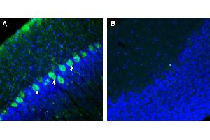 Expression of Contactin-2 in rat cerebellum.
