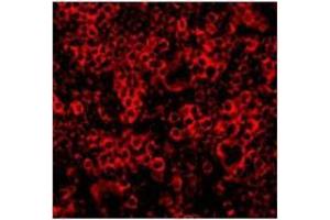 Immunofluorescence of Caspase-4 in Mouse Spleen 100 cells with Caspase-4 Antibody  at 10 µg/ml. (Caspase 4 抗体  (N-Term))