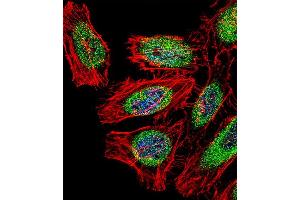 Fluorescent confocal image of Hela cell stained with S Antibody (Center) (ABIN656799 and ABIN2846017). (SP140 抗体  (AA 272-301))