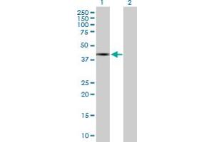 Western Blot analysis of TFB1M expression in transfected 293T cell line by TFB1M MaxPab polyclonal antibody. (TFB1M 抗体  (AA 1-346))