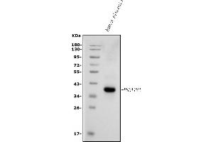 Western blot analysis of HSD17B2 using anti-HSD17B2 antibody (ABIN7602828).