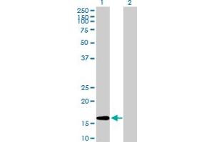 Western Blot analysis of GEMIN6 expression in transfected 293T cell line by GEMIN6 MaxPab polyclonal antibody. (GEMIN6 抗体  (AA 1-167))