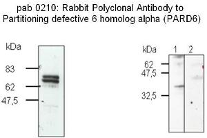 Image no. 2 for anti-Par-6 Partitioning Defective 6 Homolog beta (PARD6B) (N-Term) antibody (ABIN347091) (PARD6B 抗体  (N-Term))