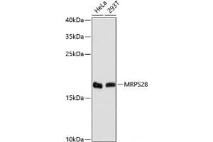 Western blot analysis of extracts of various cell lines using MRPS28 Polyclonal Antibody at dilution of 1:3000. (MRPS28 抗体)