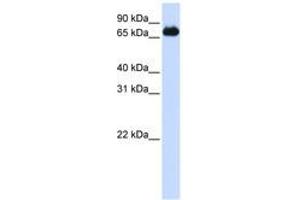Image no. 1 for anti-Forkhead Box K2 (FOXK2) (AA 540-589) antibody (ABIN6740645) (Forkhead Box K2 抗体  (AA 540-589))