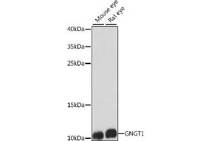 Western blot analysis of extracts of various cell lines, using GNGT1 antibody (ABIN7267288) at 1:1000 dilution. (GNGT1 抗体  (AA 1-45))