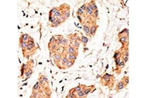 Immunohistochemistry (IHC) image for anti-Gap Junction Protein, alpha 1, 43kDa (GJA1) (AA 107-138) antibody (ABIN3031020)