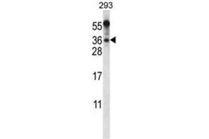 BEND6 Antibody (C-term) western blot analysis in 293 cell line lysates (35µg/lane). (BEND6 抗体  (C-Term))
