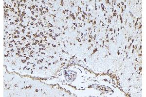 ABIN6273339 at 1/100 staining Mouse brain tissue by IHC-P. (PLAUR 抗体  (Internal Region))