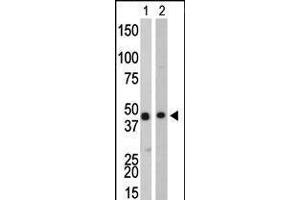 Antibody is used in Western blot to detect CKB in Y79 cell lysate (Lane 1) and mouse colon tissue lysate (Lane 2). (CKB 抗体  (C-Term))