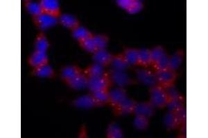 Immunofluorescence (IF) image for anti-Tubulin, gamma 1 (TUBG1) (AA 434-449), (C-Term) antibody (ABIN238522) (TUBG1 抗体  (C-Term))