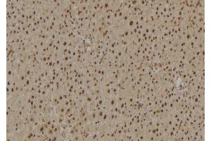 ABIN6277024 at 1/100 staining Rat liver tissue by IHC-P. (RPS27A 抗体  (Internal Region))