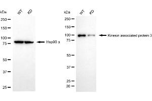 Western blotting analysis using kinesin associated protein 3 antibody (ABIN7799199). (Recombinant KIFAP3 抗体)