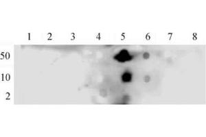 NFκB p65 phospho Ser536 pAb tested by dot blot analysis. (NF-kB p65 抗体  (pSer536))