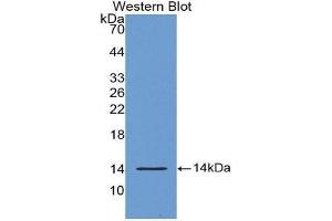Western Blotting (WB) image for anti-S100 Calcium Binding Protein A9 (S100A9) (AA 1-114) antibody (Biotin) (ABIN1175036) (S100A9 抗体  (AA 1-114) (Biotin))