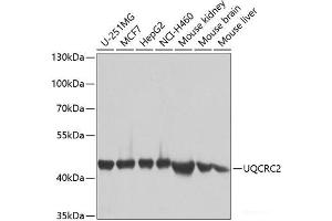 Western blot analysis of extracts of various cell lines using UQCRC2 Polyclonal Antibody at dilution of 1:1000. (UQCRC2 抗体)