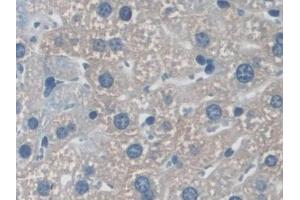 Detection of NXN in Mouse Liver Tissue using Polyclonal Antibody to Nucleoredoxin (NXN) (NXN 抗体  (AA 167-435))