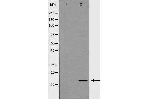 Western blot analysis of Mouse heart lysate, using NDUFA13 Antibody. (NDUFA13 抗体  (N-Term))