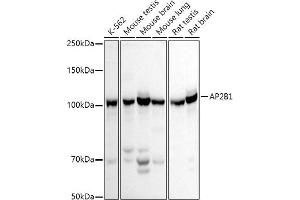 Western blot analysis of extracts of various cell lines, using B1 antibody (ABIN3015809, ABIN3015810, ABIN3015811 and ABIN6219156) at 1:500 dilution. (AP2B1 抗体  (AA 752-951))