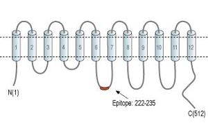 Representative domain view of the target of ABIN7885473.