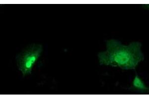 Anti-NEU2 mouse monoclonal antibody (ABIN2454580) immunofluorescent staining of COS7 cells transiently transfected by pCMV6-ENTRY NEU2 (RC219858). (NEU2 抗体)
