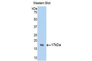 Western Blotting (WB) image for anti-Tryptase gamma 1 (TPSG1) (AA 99-244) antibody (ABIN1176188) (TPSG1 抗体  (AA 99-244))