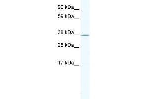 WB Suggested Anti-NKX2-3 Antibody Titration:  1. (NK2 Homeobox 3 抗体  (Middle Region))