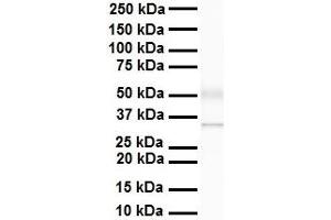 WB Suggested Anti-Arih2 antibody Titration: 1 ug/mL Sample Type: Human heart (ARIH2 抗体  (C-Term))