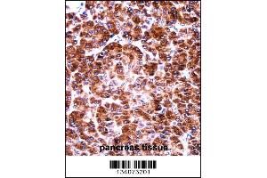 USO1 Antibody immunohistochemistry analysis in formalin fixed and paraffin embedded human pancreas tissue followed by peroxidase conjugation of the secondary antibody and DAB staining. (USO1 抗体  (C-Term))
