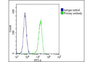 Overlay histogram showing U-2 OS cells stained with (ABIN6242889 and ABIN6578705)(green line). (Stathmin 1 抗体  (AA 106-140))
